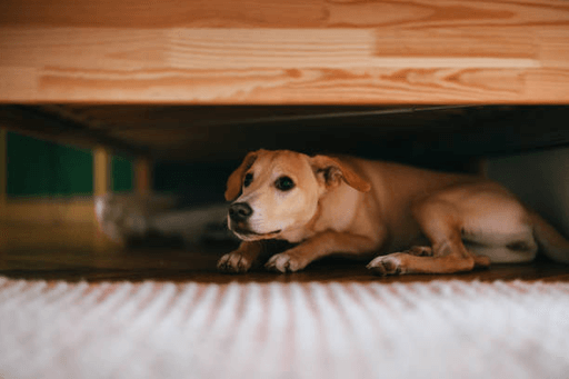 blog - conseil sur le chien craintif par Philippe à mantes la jolie