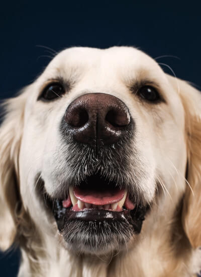 chien labrador couleur crème avec un trouble du comportement