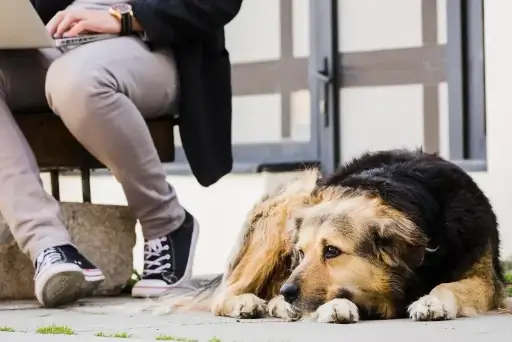 socialiser un chien par Philippe, dresseur de chien à mantes la ville