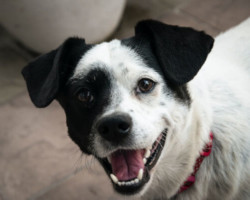 Oreo éducation dès les deux mois de ce chien
