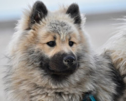 Bella réeducation d'un chien avec de mauvaises habitudes