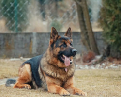 Sparky berger allemand qui suit des cours de dressage
