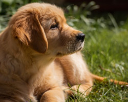 Bagel chein avec des c=soucis de mordillements compulsifs