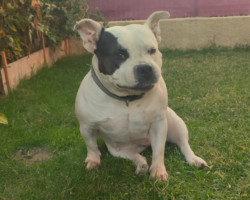 Lady chien dresse par Philippe en cours particulier