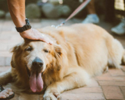 Duke chien epuisé apres une seance de dressage