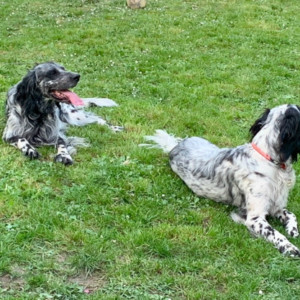 chiens de Philipe, éducateur