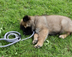 Simba un chiot à trois mois en entrainement est vite fatigué