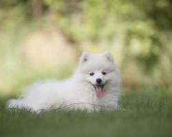 Choupette chien avec un trouble du comportement