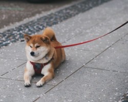 Oscar Phil eduque le assis couché pas bougé à ce jeune chien à Mantes la jolie