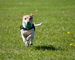 Sam phillippe apprend au chien le rappel avec une balle
