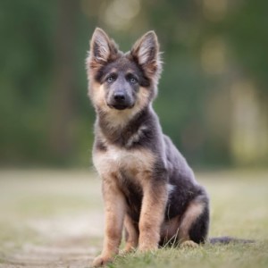 dressage: assis pas bougé