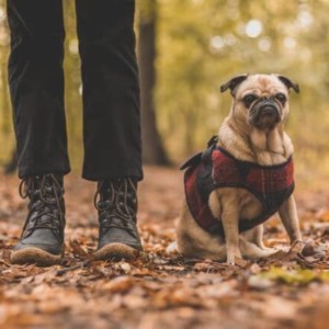 chien rappel au pied avec son maitre