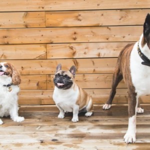 chiens en cours d education