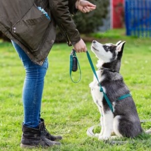cours de dressage a mantes la jolie