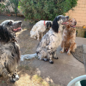 trois chiens dresses par Philippe à Mantes la jolie