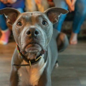 education d'un chien des le plus jeune age