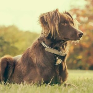 chiens en obéissance lors d'un cours d education canine