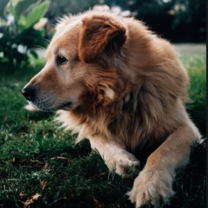 chien en attente de l ordre lors d une seance d education