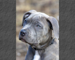 Gatsby pitt bull en cours de dressage avec Phillippe