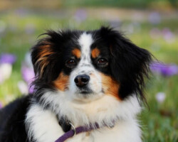 Laila chien en cours d éducation positive avec Phil à Mantes la jolie