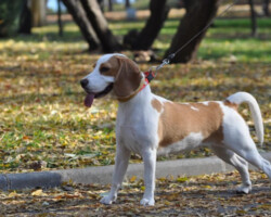 Ioda troubles du comportement eduques par phil