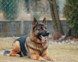 Sparky berger allemand qui suit des cours de dressage