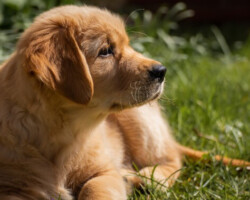 Bagel chein avec des c=soucis de mordillements compulsifs