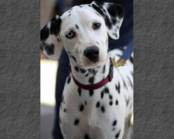 Pongo dalmatien avec d excellents résultats apres plusieurs semaines d education