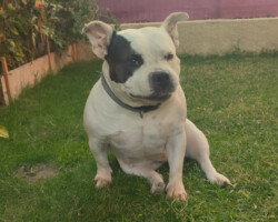 Lady chien dresse par Philippe en cours particulier