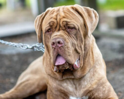 Tyson matin de naples eduqué par Philippe à mantes la jolie