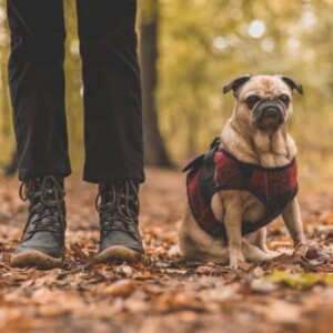 chien rappel au pied avec son maitre