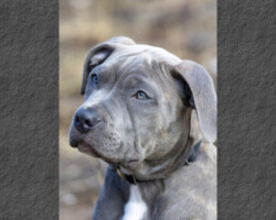 Gatsby pitt bull en cours de dressage avec Phillippe